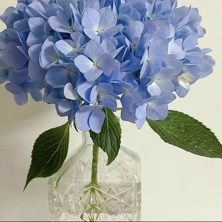 绣球花鲜花真花水培花绣球云南昆明鲜基地直发室内办公室摆放插花