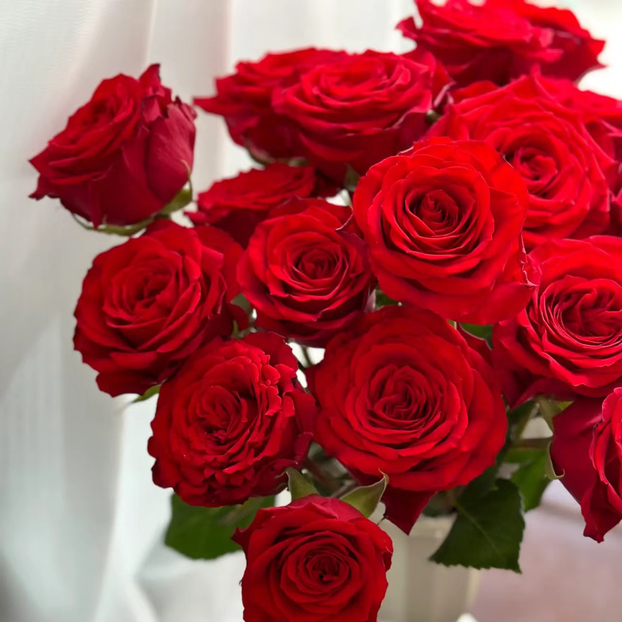 红色玫瑰-新鲜家养云南基地鲜花云南鲜花