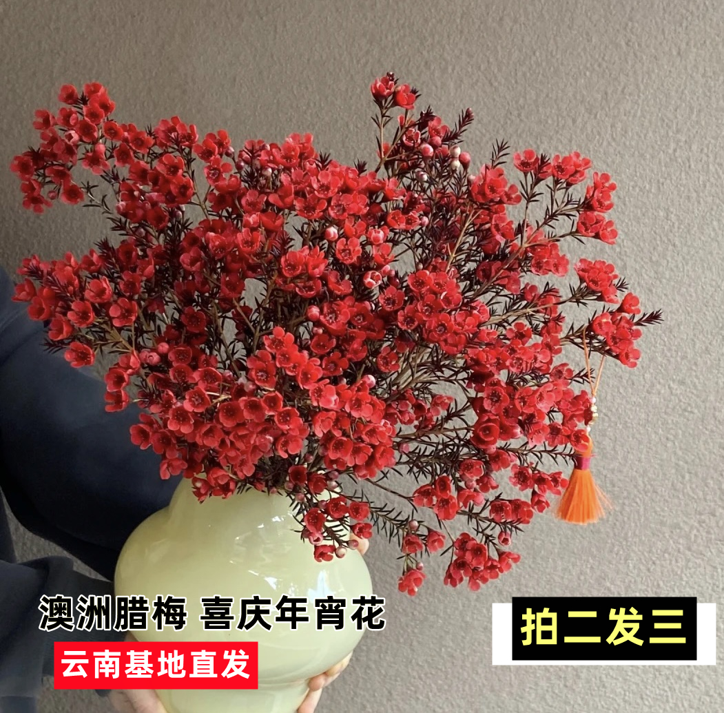 【平头澳洲腊梅】基地直发喜庆耐寒家养美观花期长达1-3个月