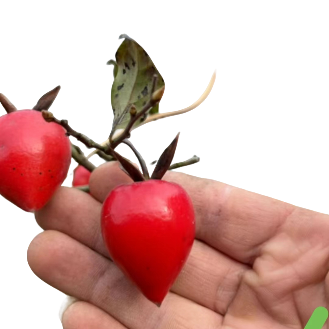 老鸦柿金弹子无刺枸骨小叶赤楠造型盆景花卉盆栽老鸦柿盆景地栽