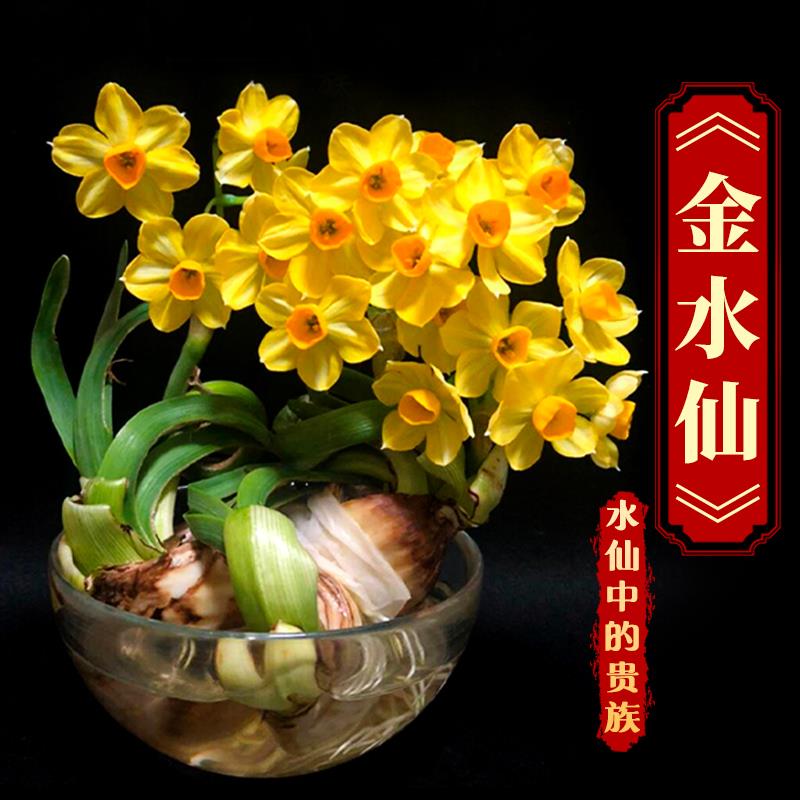 【金水仙—水仙中的贵族】漳州黄金水仙花种球新品冬季花卉盆栽