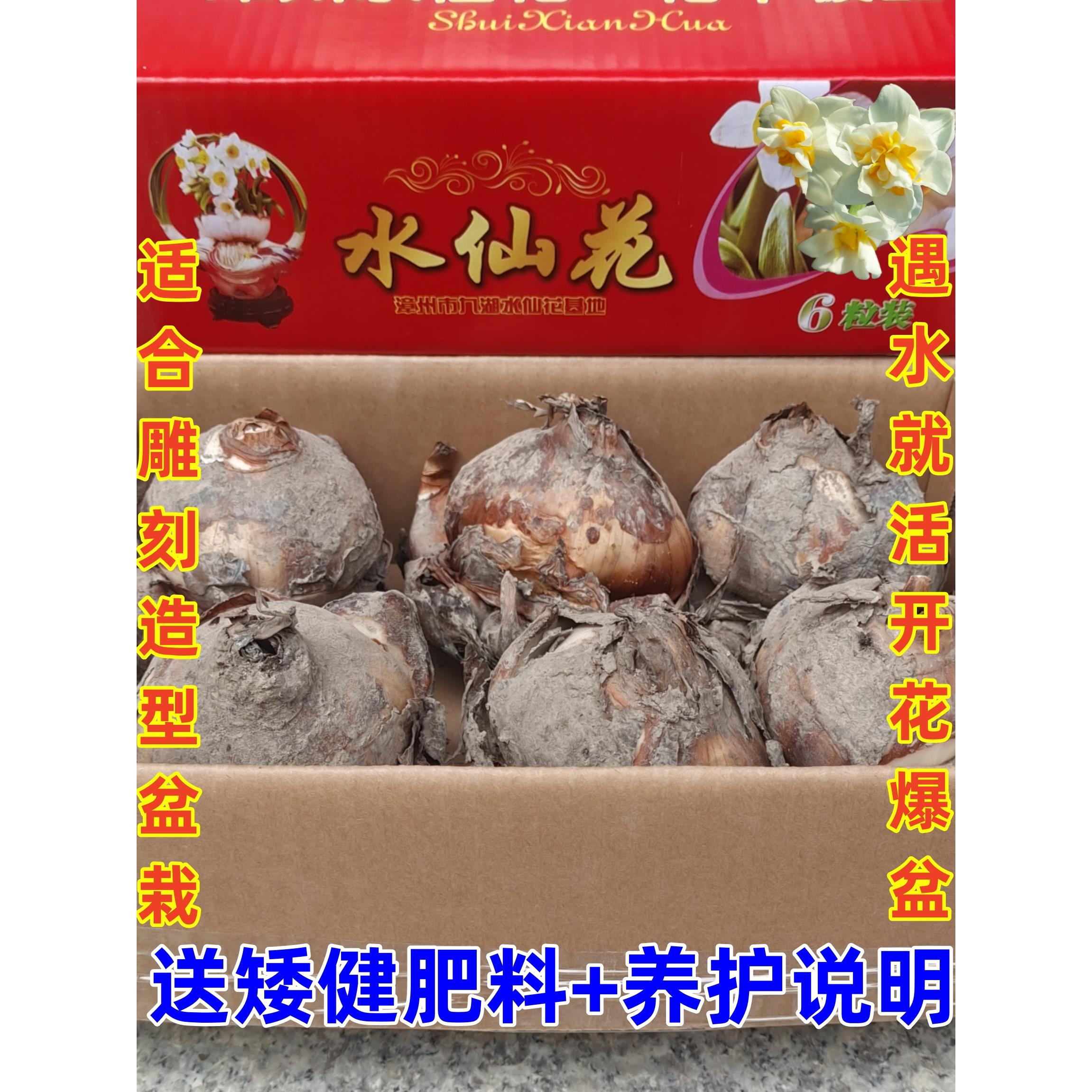 漳州水仙花种球冬季室内好养水培阳台盆栽办公桌面植物花种子包邮