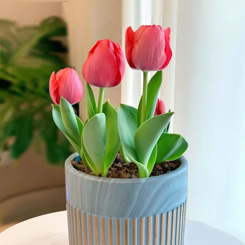 郁金香种球水培花卉植物四季开花盆栽苗室内好活水养土培重瓣进口