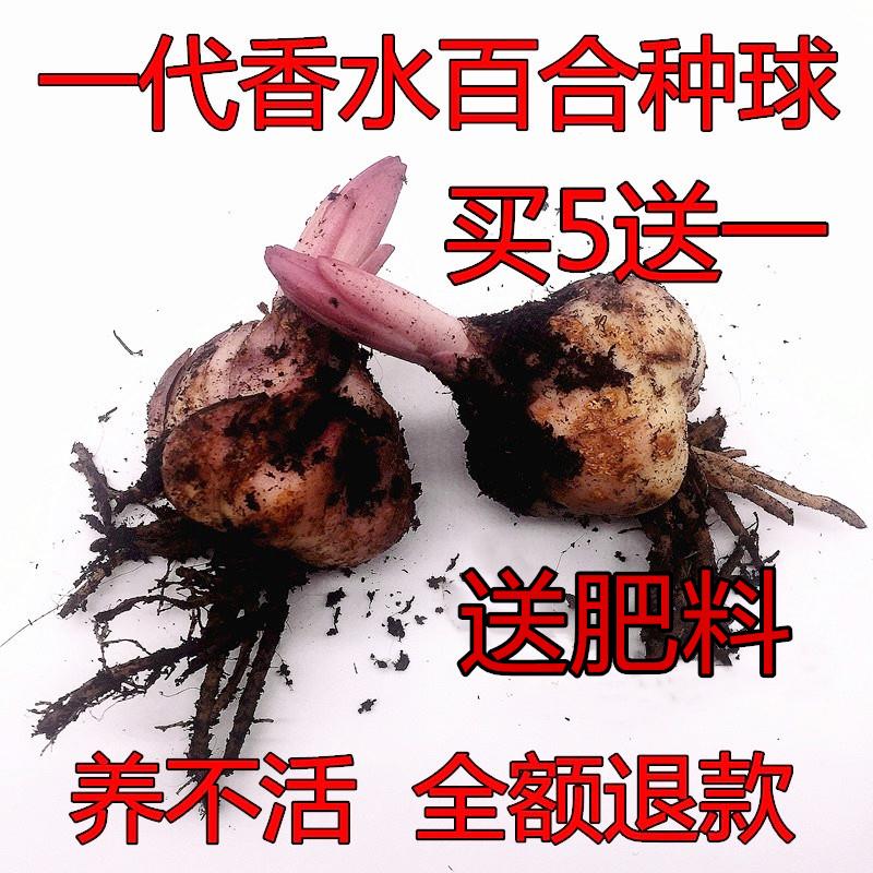 重瓣香水百合花种球带牙种子多头四季开花矮生浓香室内外花卉盆栽