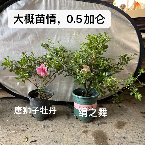 【唐狮子牡丹➕绢之舞】杜鹃花特价两颗