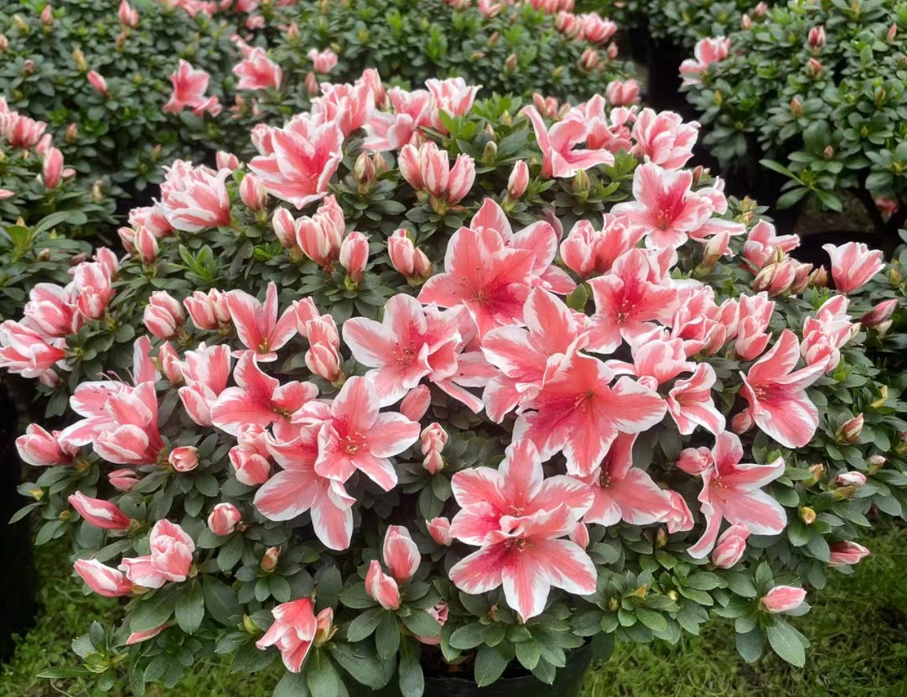 【粉百合】杜鹃年宵花比利时杜鹃四季开花冠服