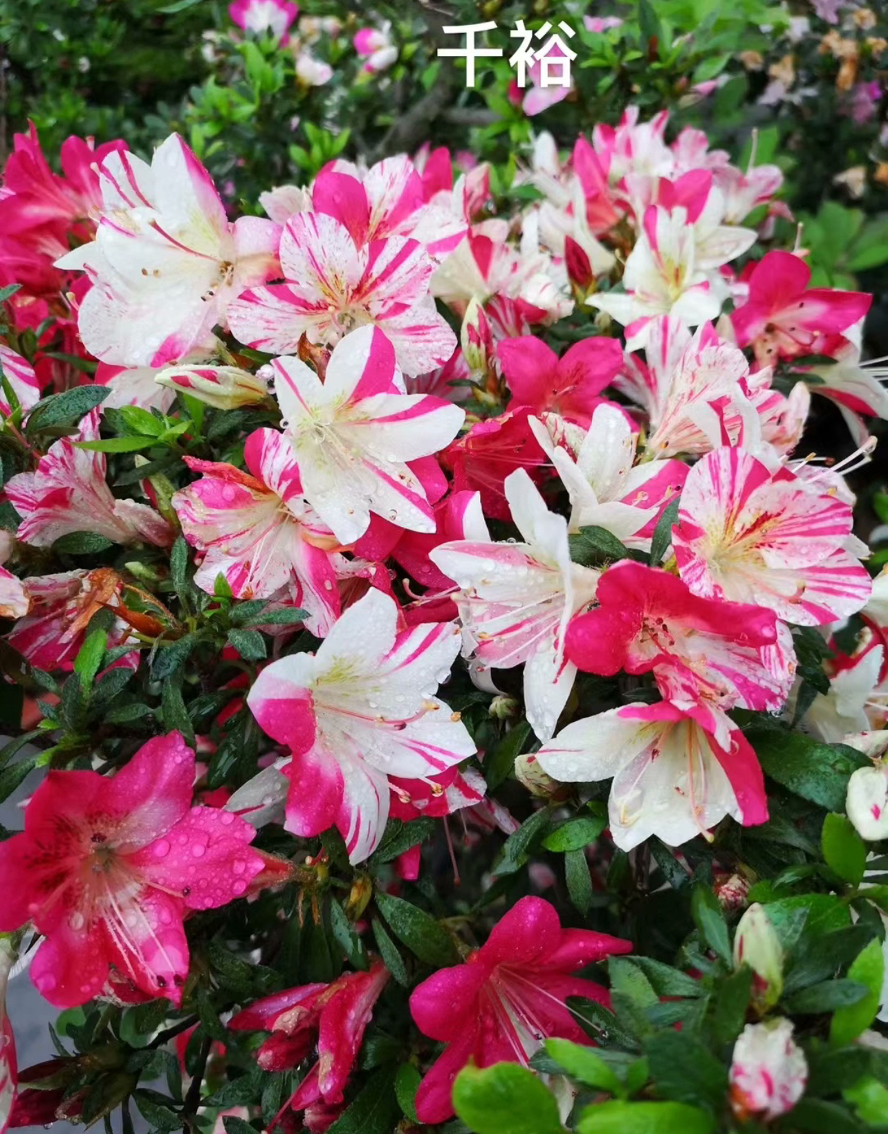 【千裕】杜鹃花杜鹃多色