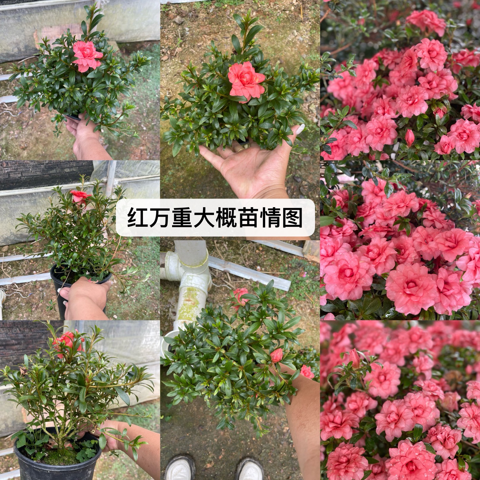 【红万重】皋月杜鹃花原78