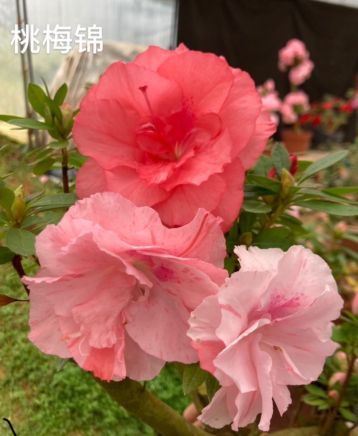 桃梅锦杜鹃多色重瓣大花