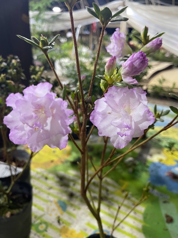 【春诗】杜鹃花杜鹃仙气