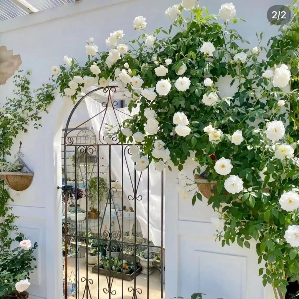 新品藤本白月季花苗藤冰山阳台庭院多季开浓香爬藤蔷薇花卉盆栽