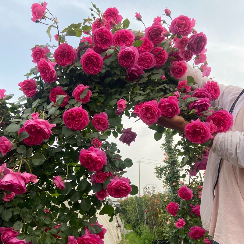 藤本大游行月季花苗爬藤开花玫红色四季可栽植蔷薇庭院大花浓香