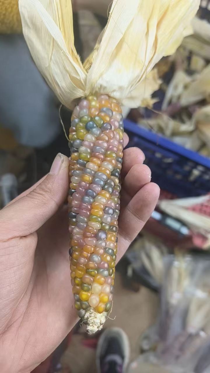 文玩玉米毛料链接《非成品需加工》直播间一物一拍