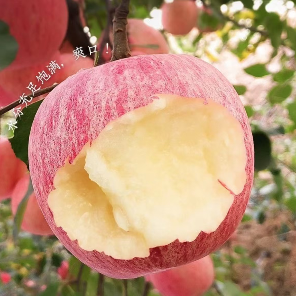 苹果好吃的大苹果