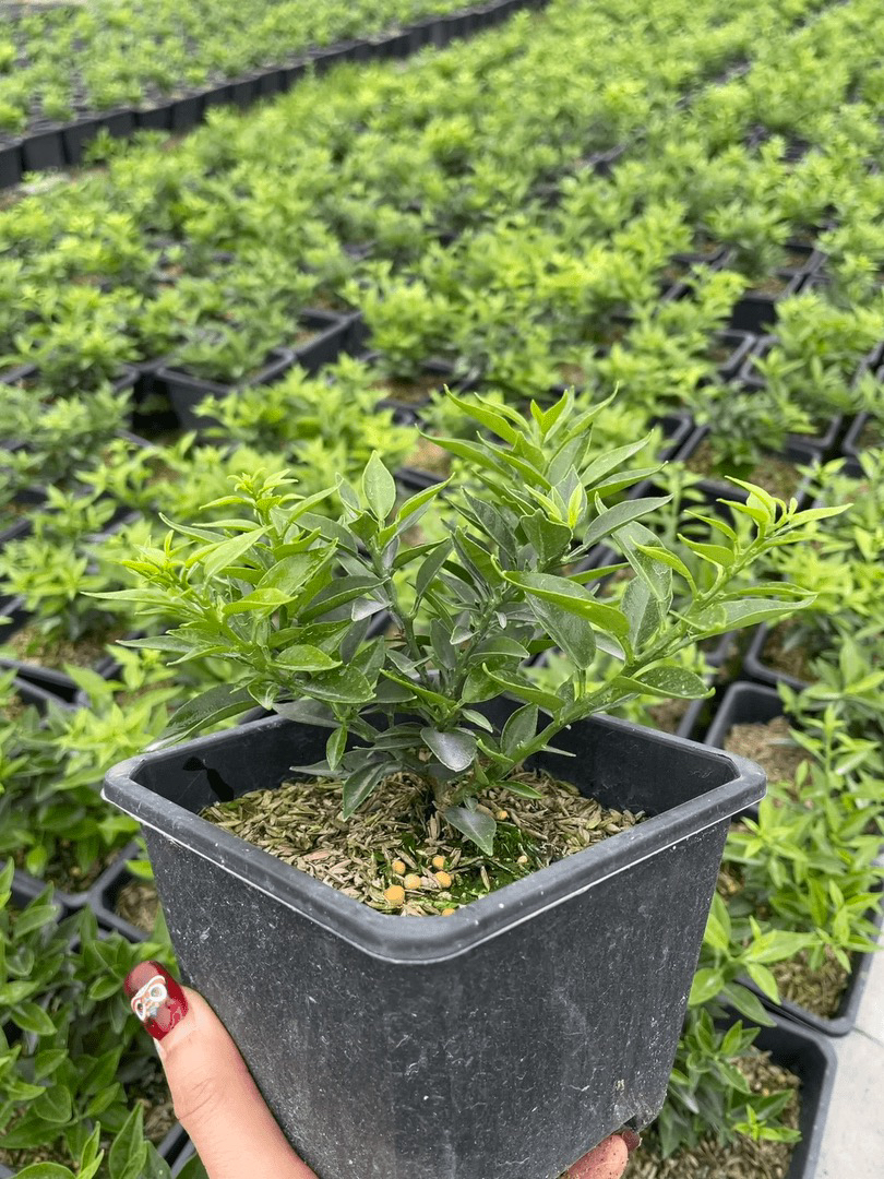 八房柑寄养的要发货拍这
