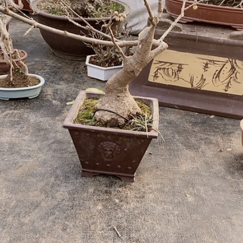 【闪购商品】腊梅盆景制作