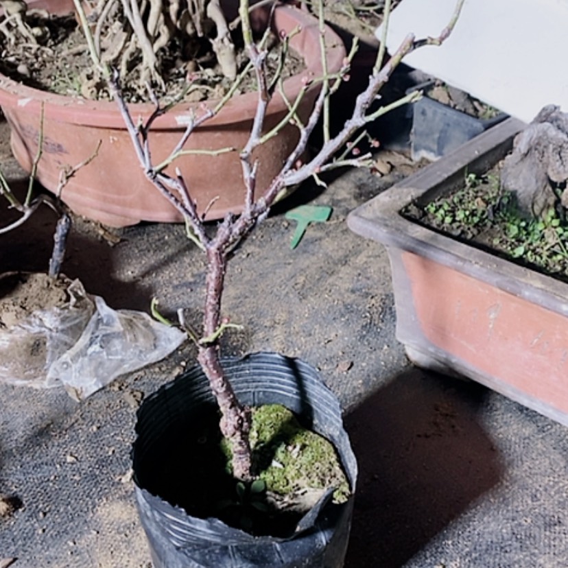 【闪购商品】龙游梅盆景