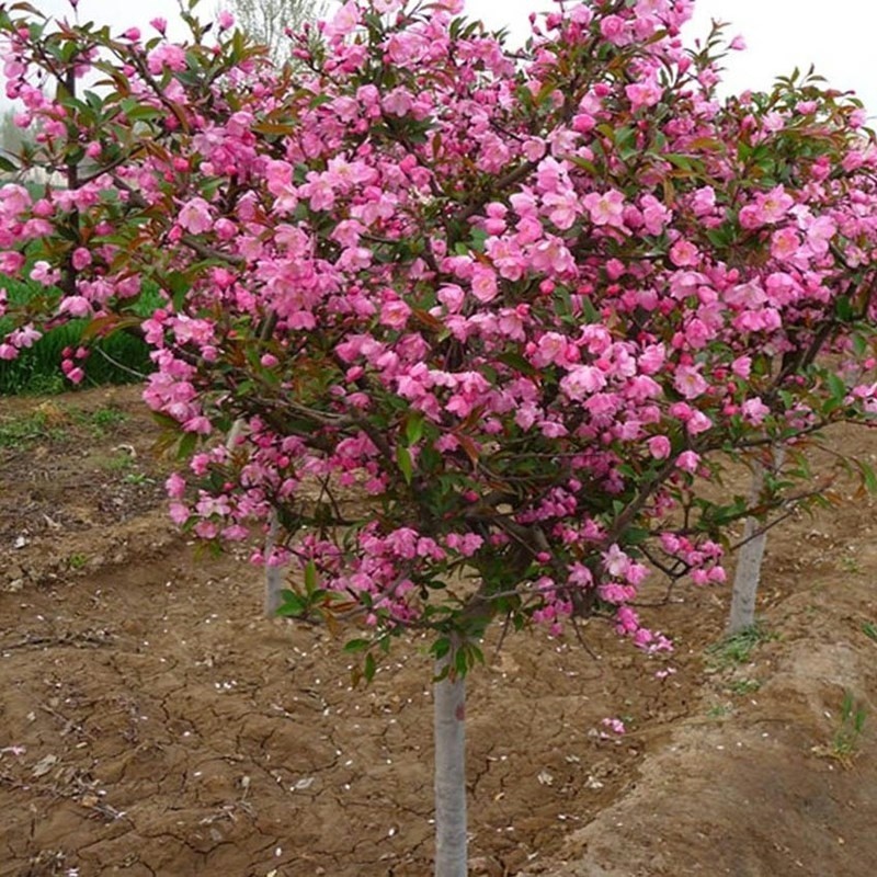 海棠树苗庭院地栽高杆西府海棠垂丝海棠花耐寒植物花北美海棠包邮