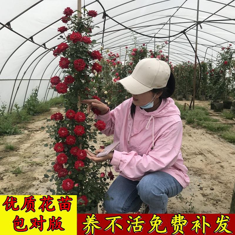 1.5米爬藤月季蔷薇花苗苗圃直发