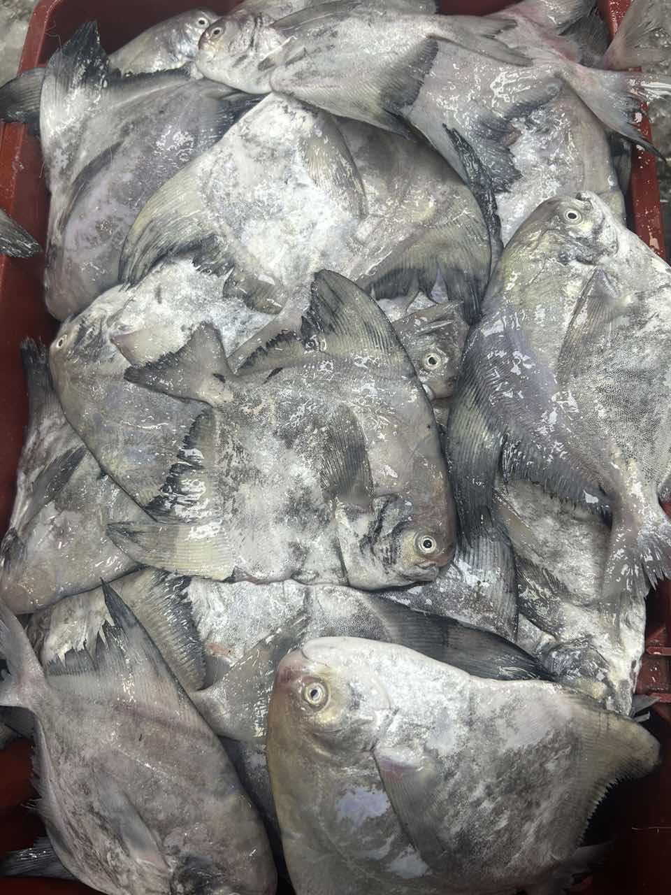 斗鲳 厦门海鲜配送 顺丰 现称 