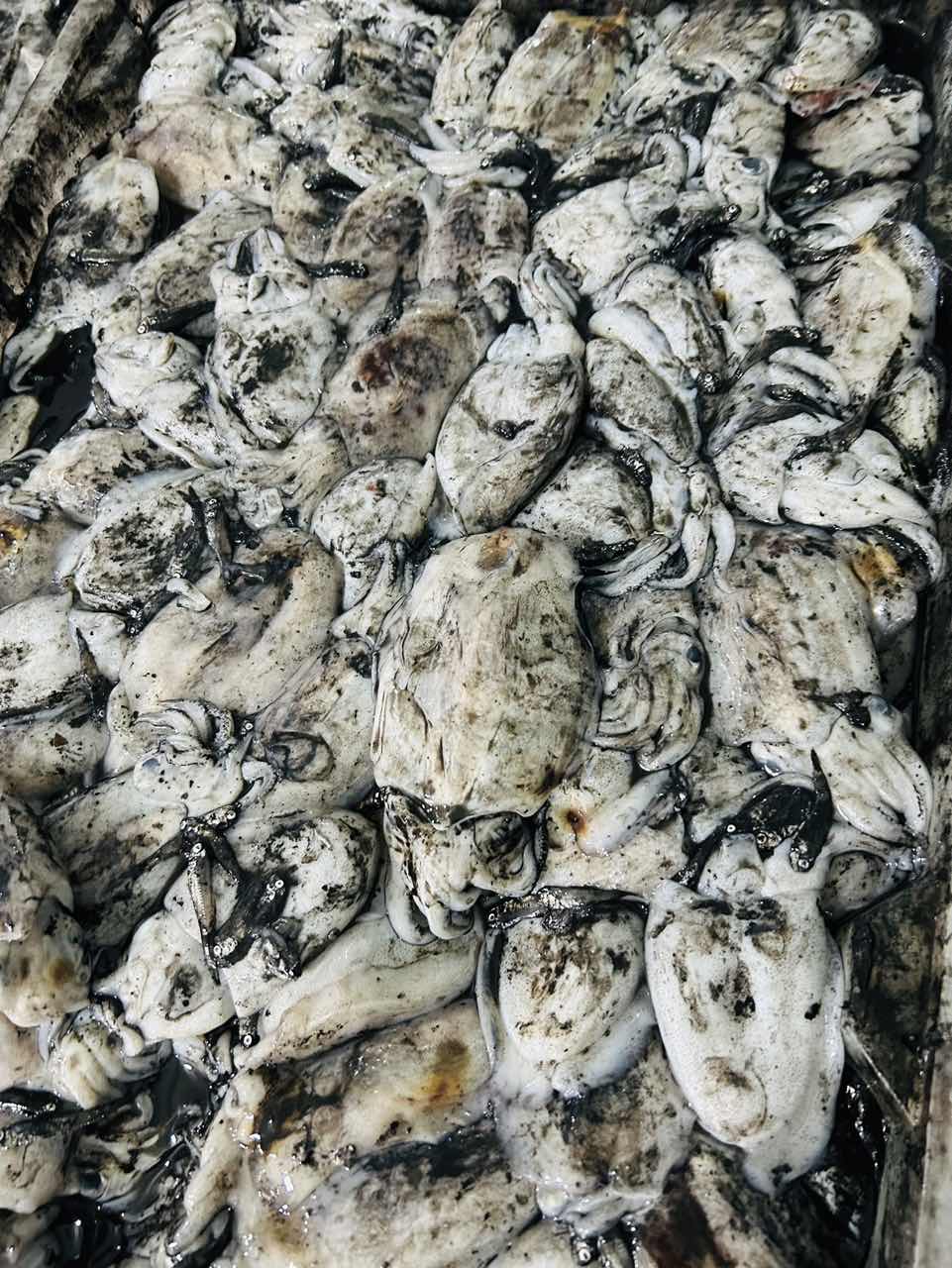 墨鱼  厦门同城海鲜配送 2500g