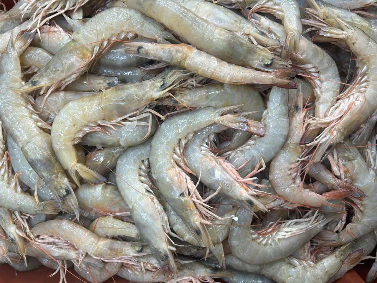 沙卢虾     厦门海鲜配送 顺丰现称   1500g