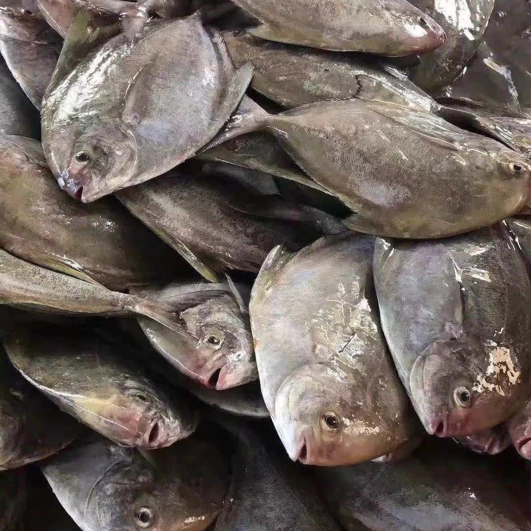 黑鲳 厦门海鲜配送 顺丰 现称