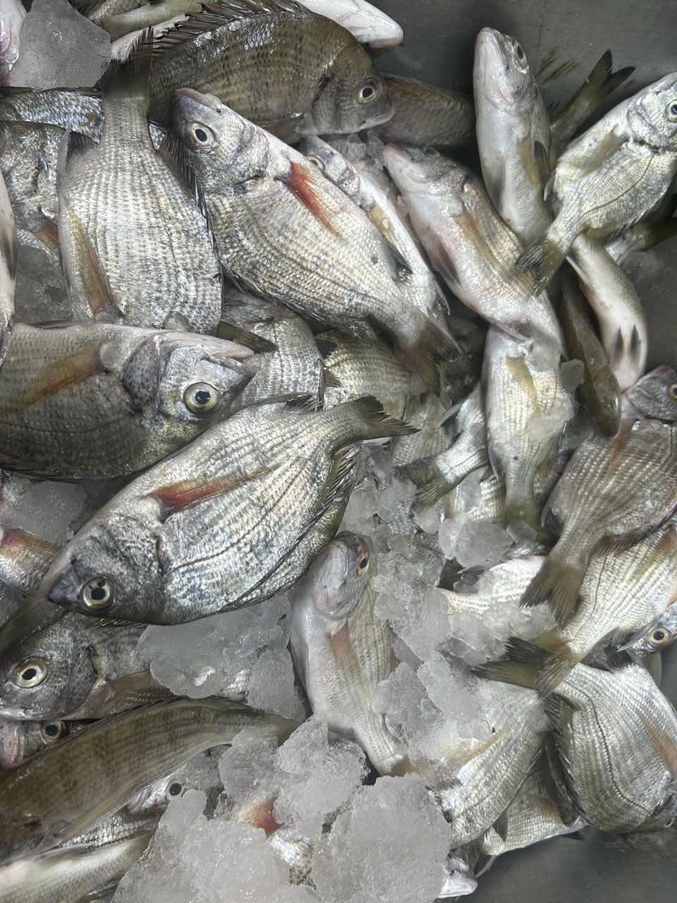 黑翅 厦门海鲜配送 顺丰 现称 