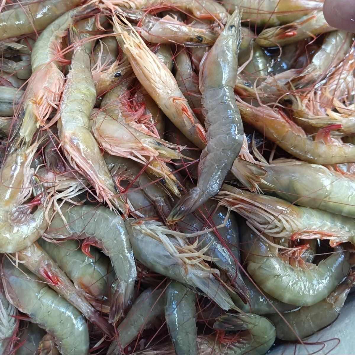 蓝尾沙卢虾 厦门海鲜配送   顺丰 现称 2500g