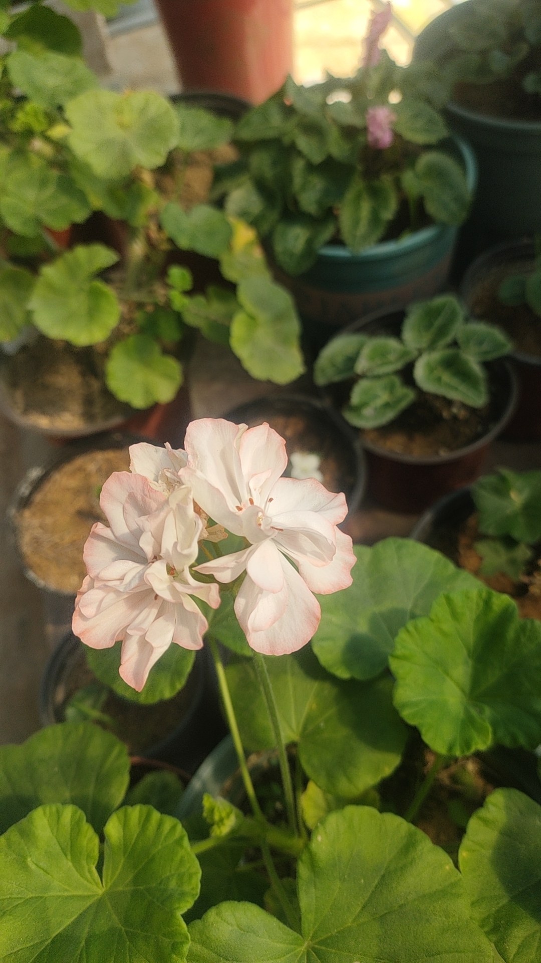 新疆西藏等偏远地区不包邮，鲜活植物不包后期，不包后期