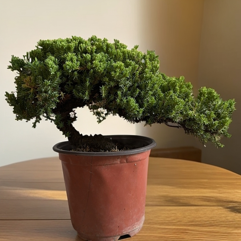 新西兰珍珠柏，一物一拍（素材）自主下单随机发