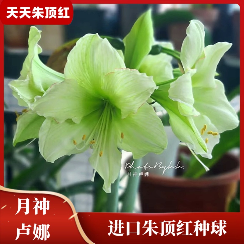 天天朱顶红/月神卢娜进口朱顶红种球单瓣大花多年生花卉球根植物