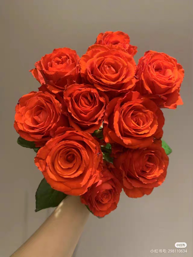 直播间一物一拍精品切花玫瑰，根接苗，月季花