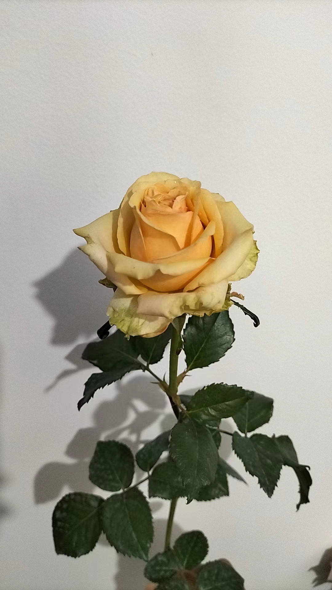 五号链接精品月季花