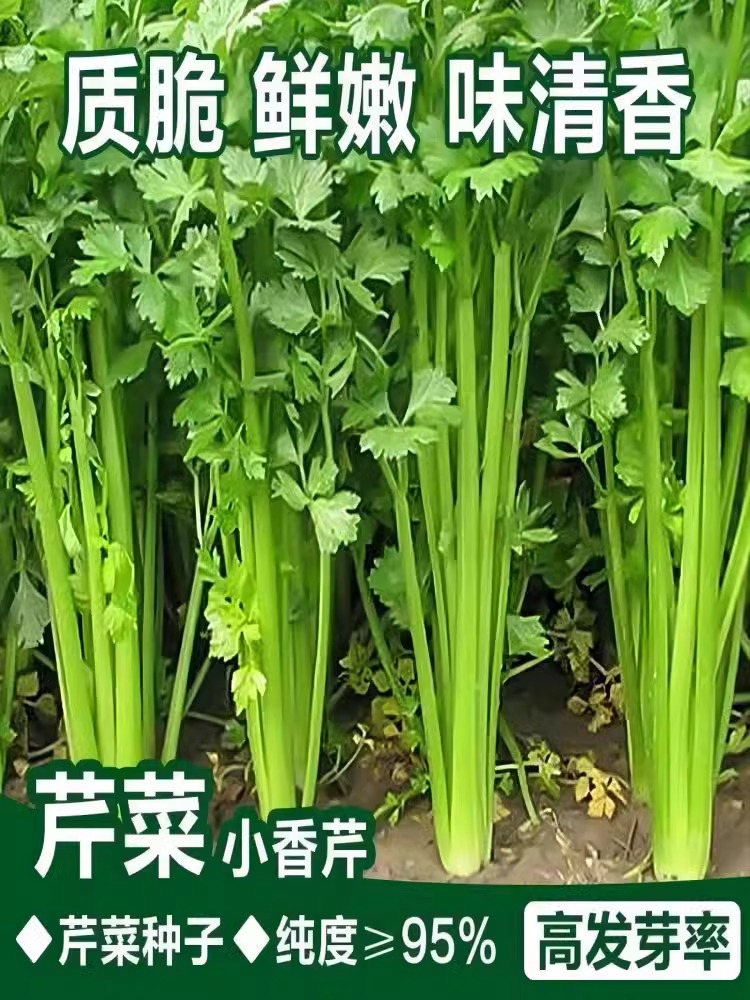 四季小香芹菜种子芹菜种子香味浓郁实心芹菜种四季播农家蔬菜种子