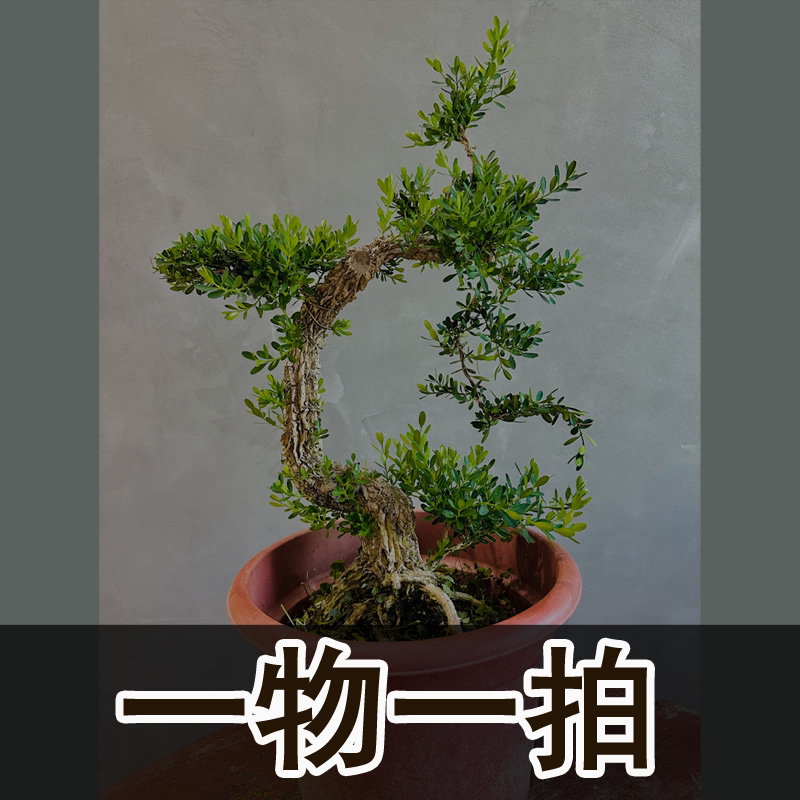 直播间一物一拍，找对应价格下单（广东雀舌黄杨）