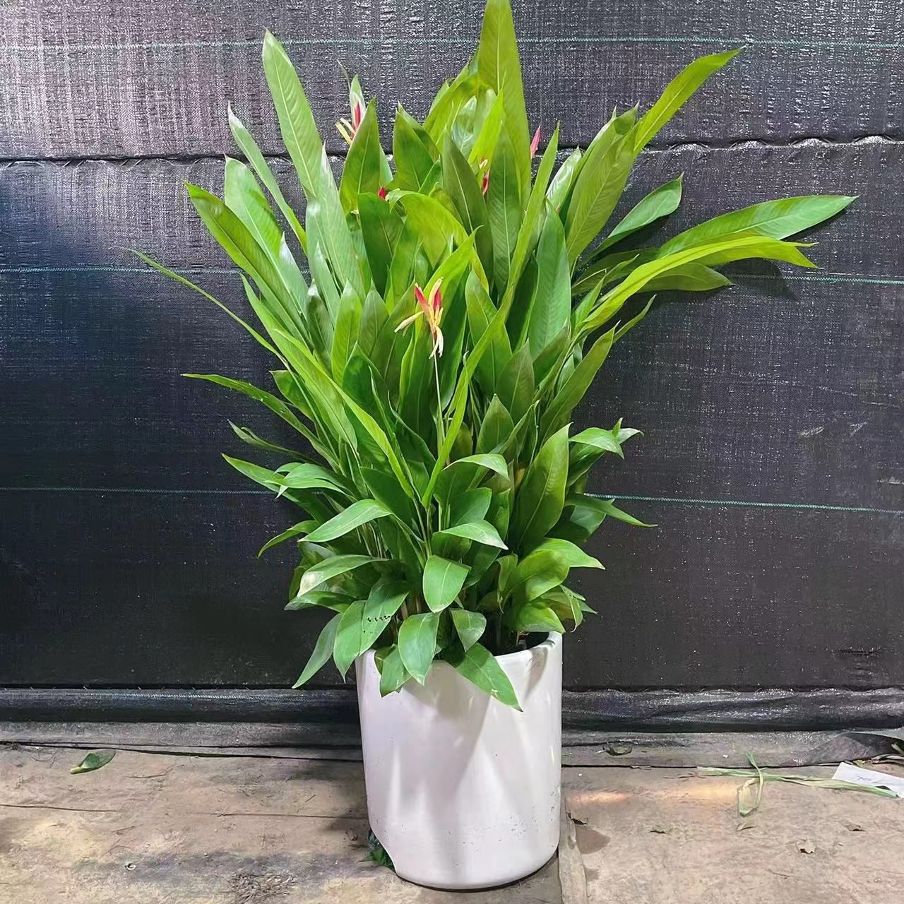 蝎尾蕉绿植常年开花富贵鸟客厅盆栽大型净化空气