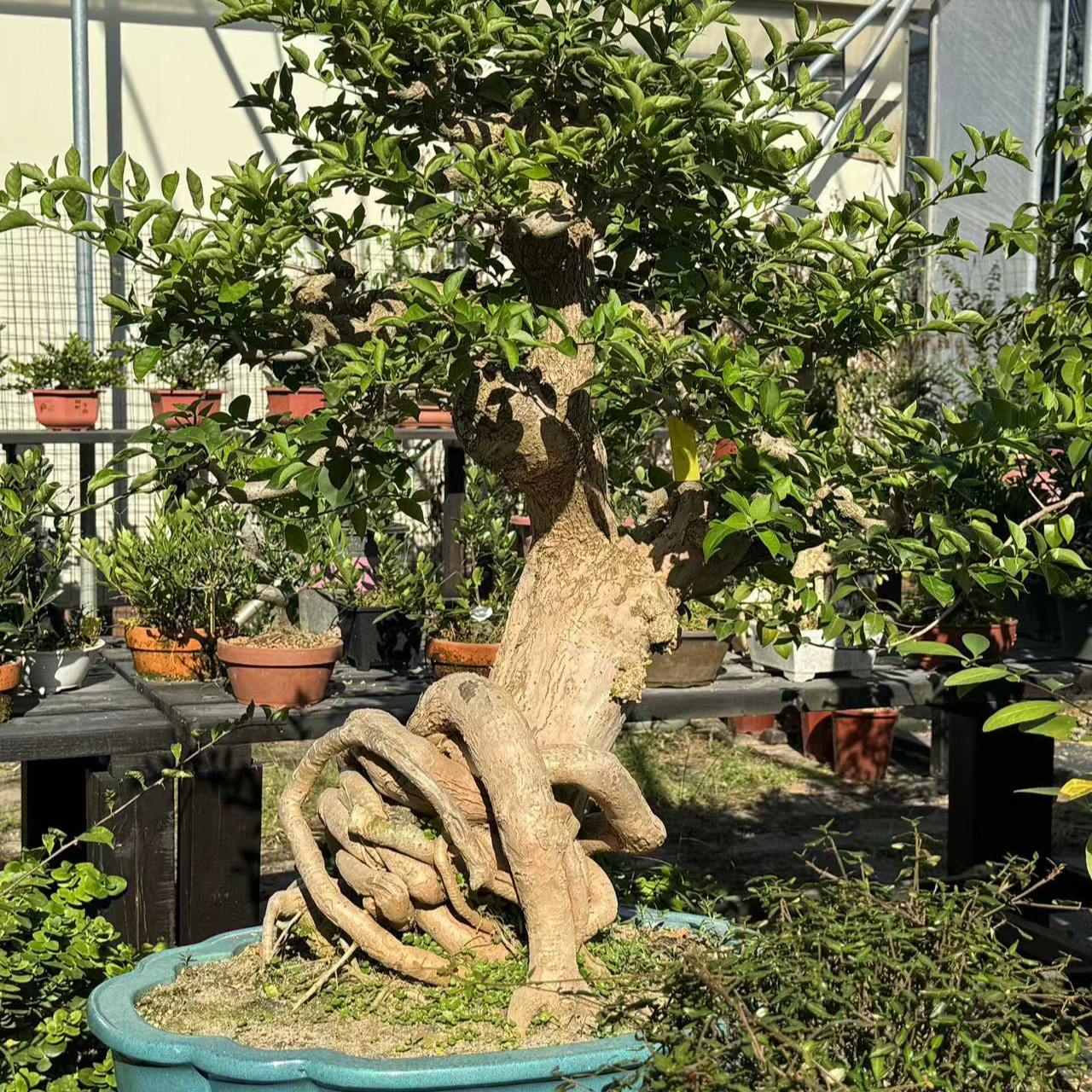 精品盆景一物一拍