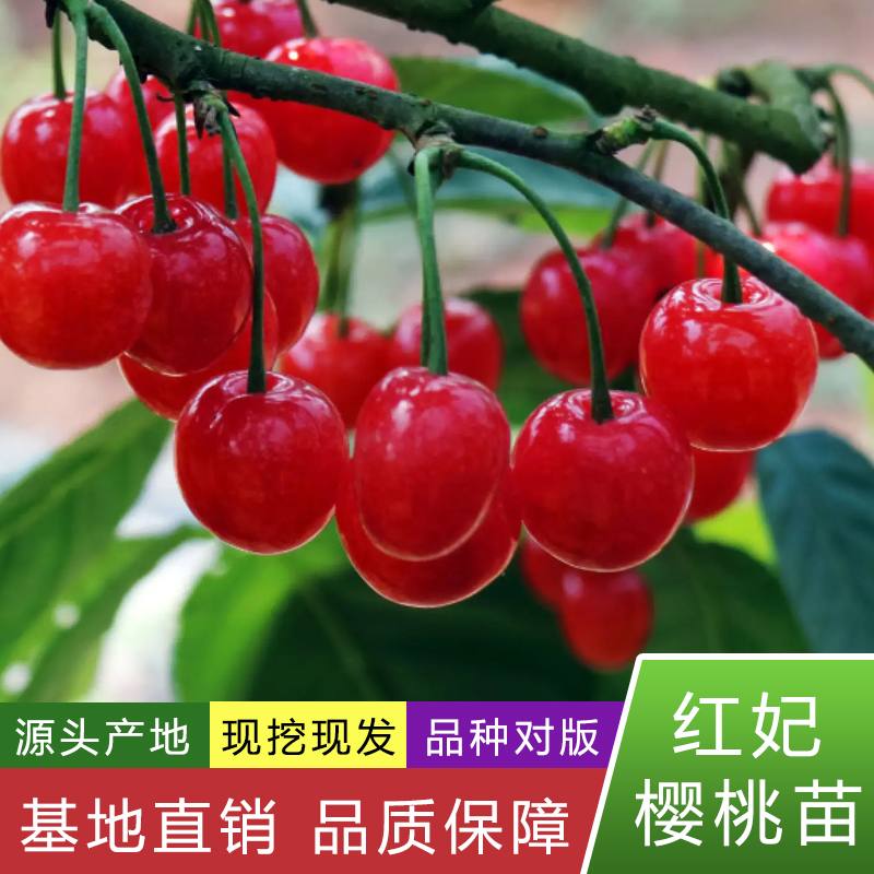 恬适红妃樱桃苗正宗果树苗裸根嫁接假一罚四包对版盆栽地栽