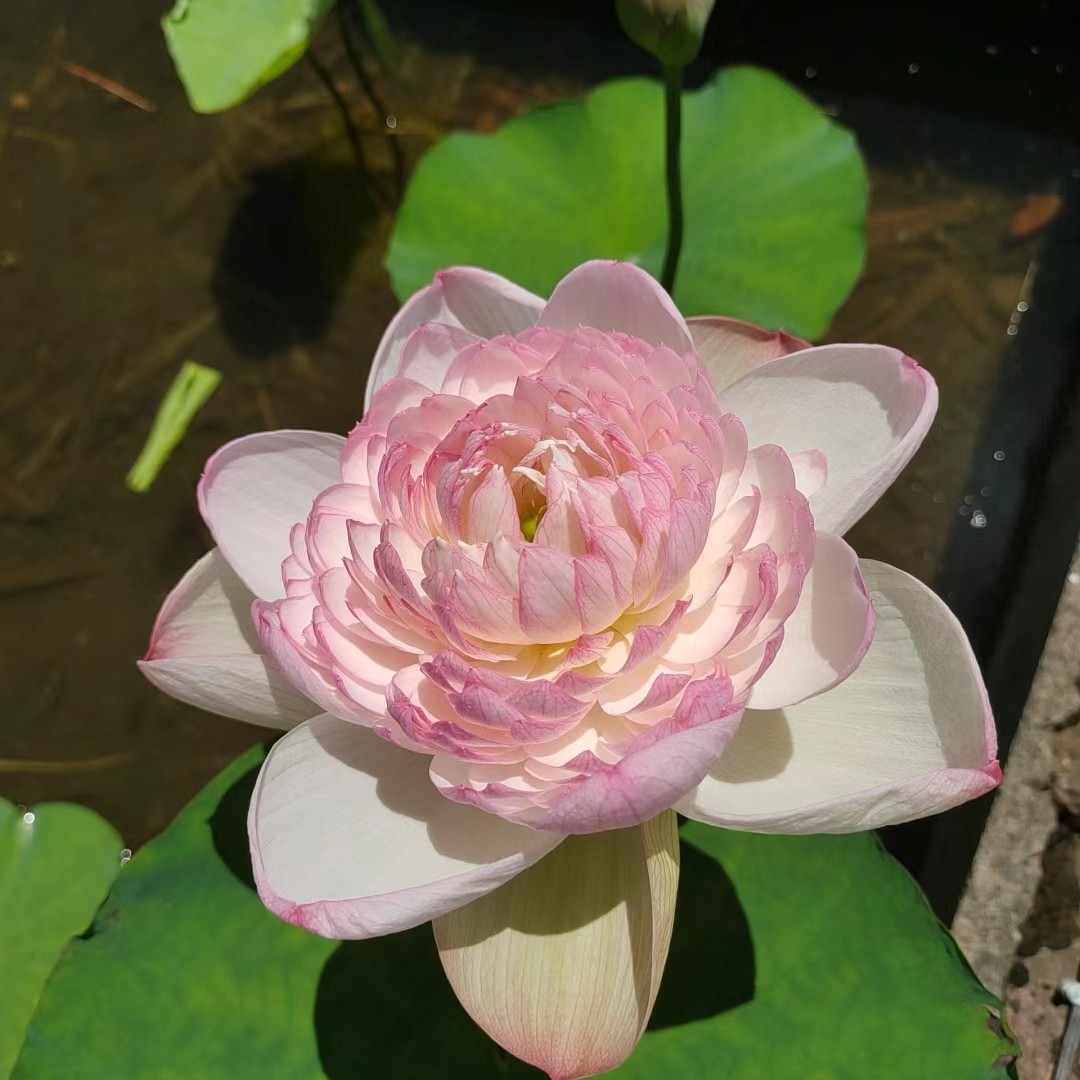 巨无霸-中大型莲花种藕苗荷花盆栽水生植物庭院观赏碗莲