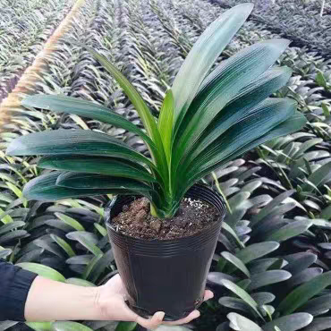 君子兰花君子兰盆栽君子兰苗四季常青植物室内办公室好养客厅绿植
