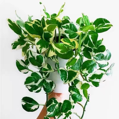 白金葛盆栽雪花绿萝室内阳台花卉观叶植物四季常青净化空气易养护