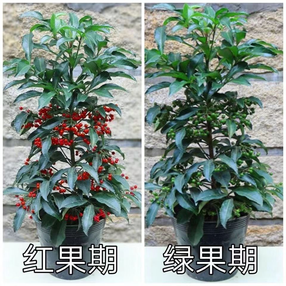 【带绿果发货】富贵籽盆栽花卉绿植耐阴盆栽花卉净化空气网红植物