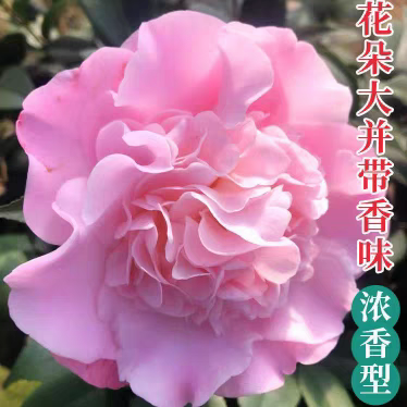 香妃茶花苗庭院阳台室内外浓香耐寒型花卉盆栽花带花苞四季常青