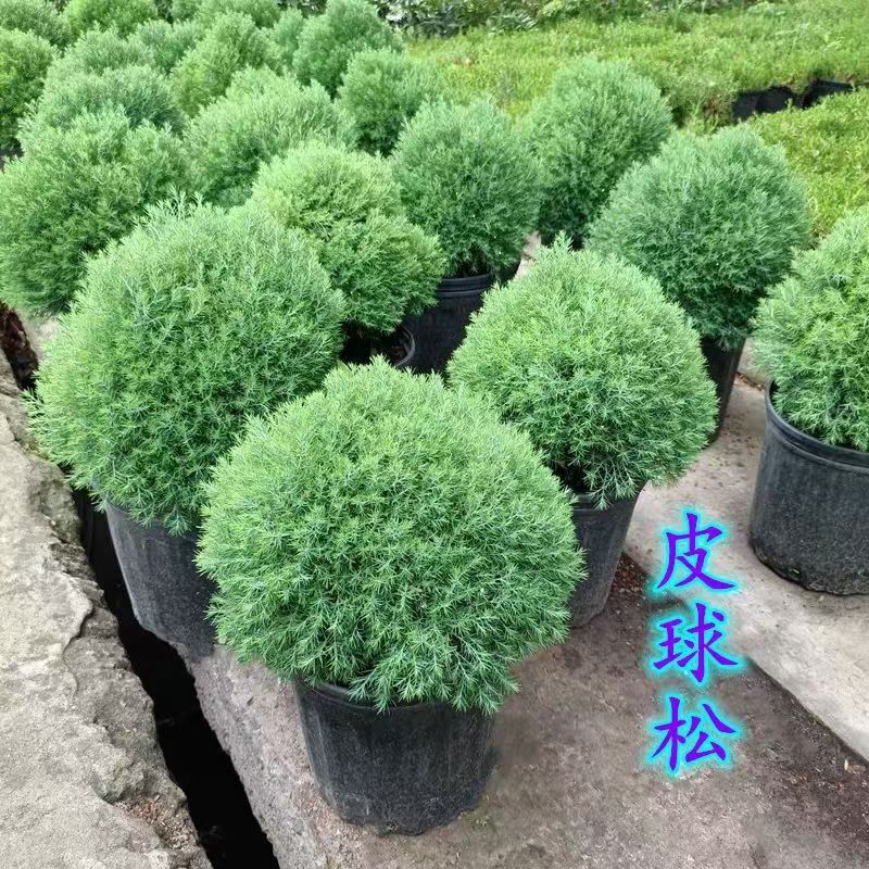 雾松盆栽皮球松四季常青室内阳台庭院好养易活盆景绿植松树黄杨树