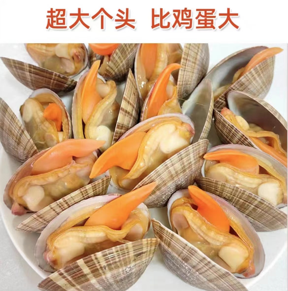 丹东鲜活大号文贝约8-10个/斤新鲜蒸汽海鲜水产贝类黄蚬子大蛤蜊