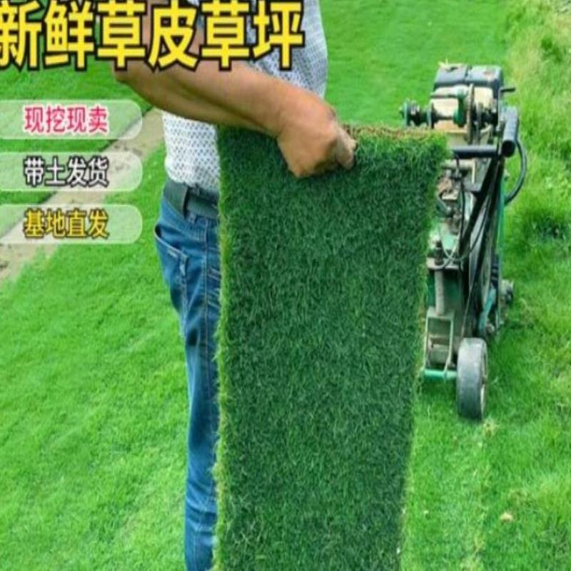 带泥土真草坪别墅庭院花园绿化四季青草皮果岭剪股颖马尼拉百慕大