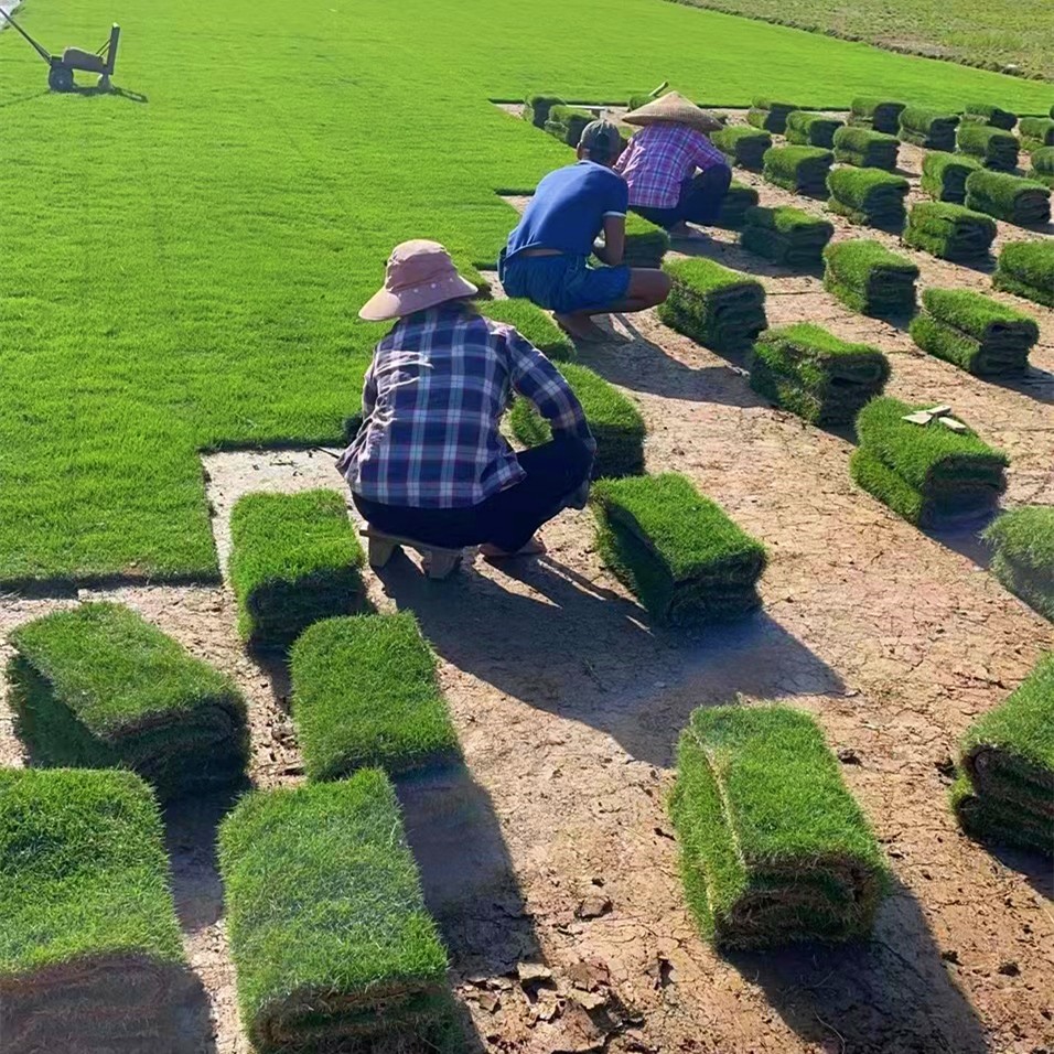 真草坪草皮带泥土剪股颖花园绿化庭院四季青草皮马尼拉果岭草