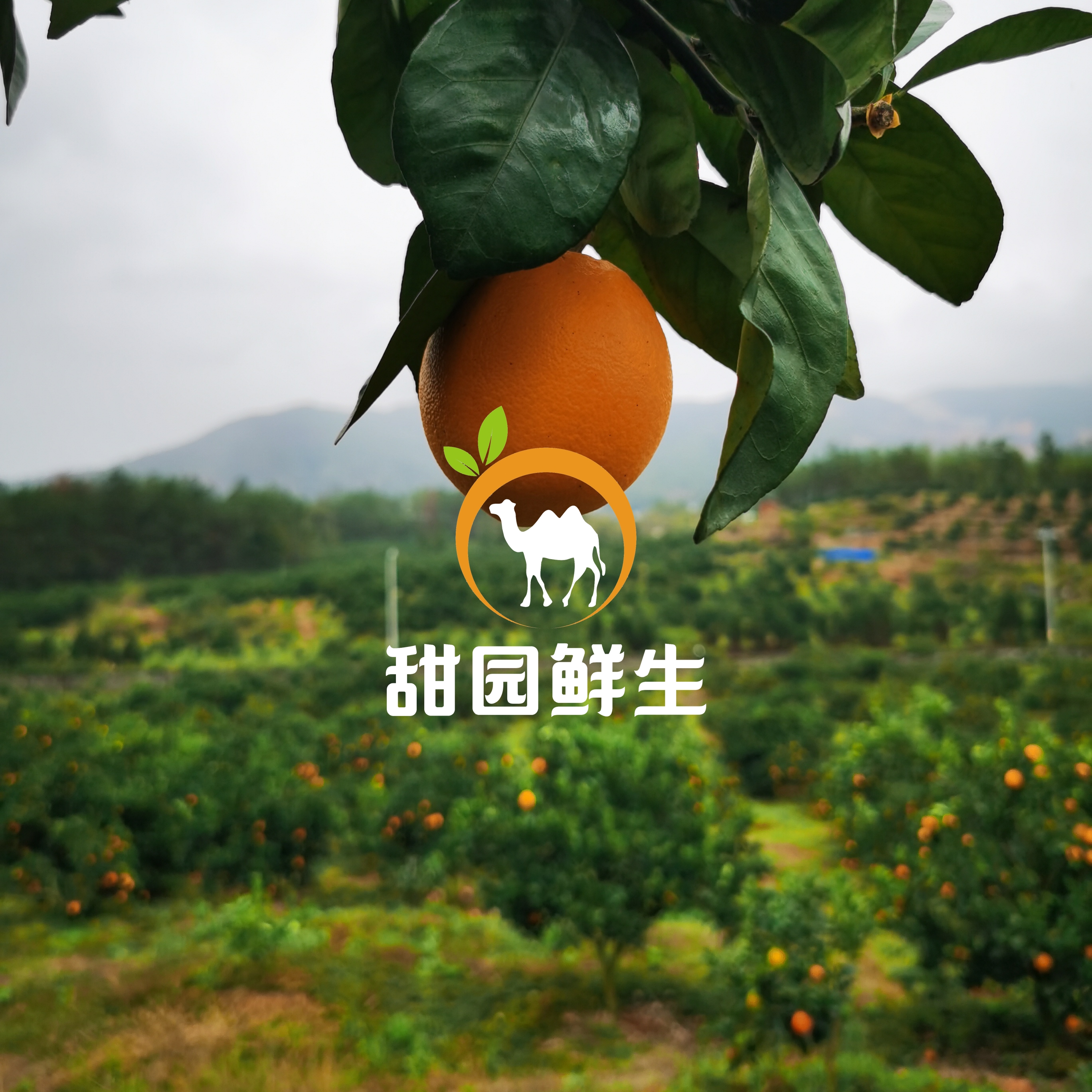 10斤装.精品果【正宗赣南脐橙】精选礼遇装-树上自然熟.当季水果