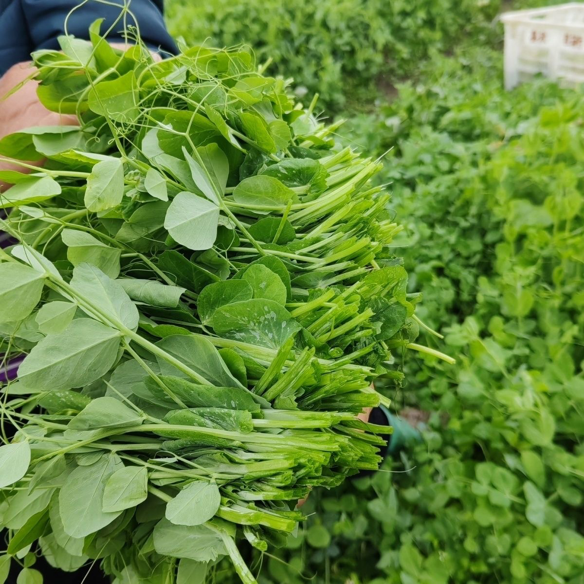 贵州高山农家豌豆荚新鲜采摘保新发货2斤包邮